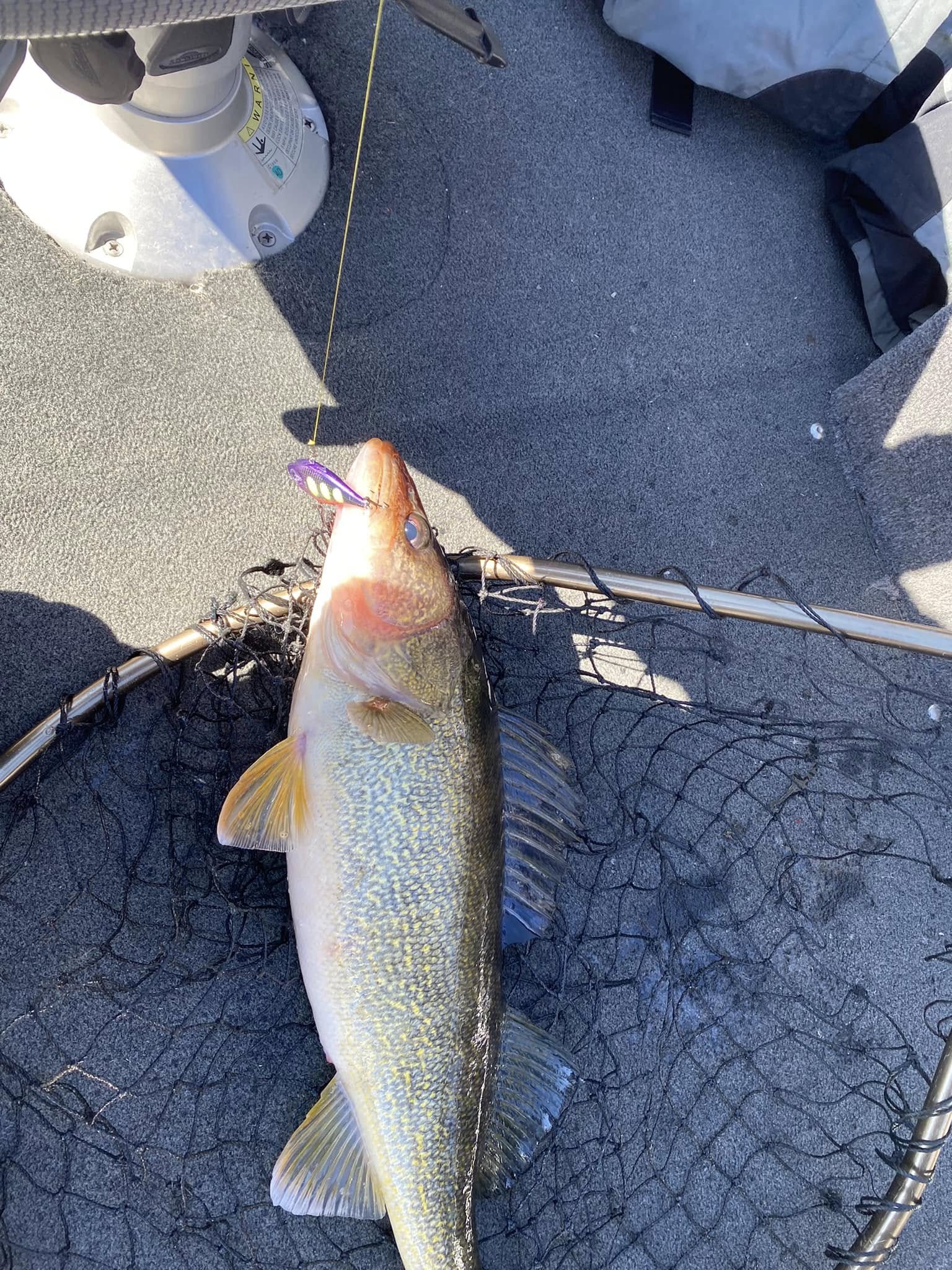 Close-up of a walleye in the landing net on the boat